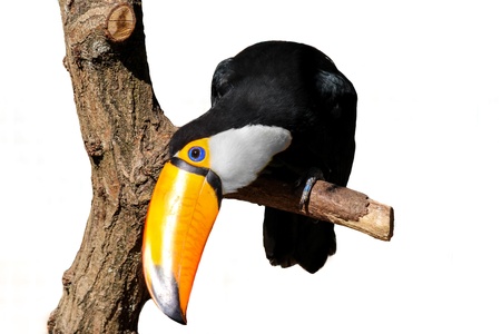 a toucan on a treeの写真素材