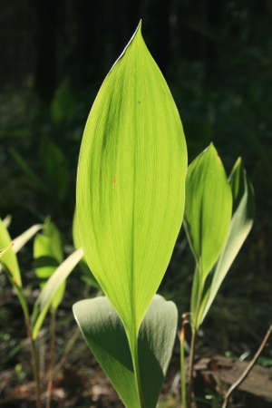 Green folio against a dark background with a few leaflets aback.の写真素材