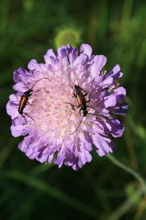 The two small beetles on the blue flower.の写真素材