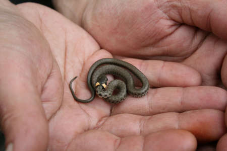 The small adder in hand.