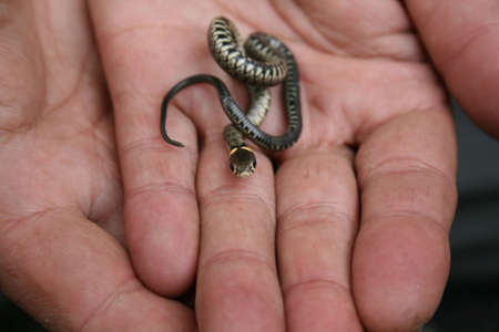 The small adder in hand.の写真素材