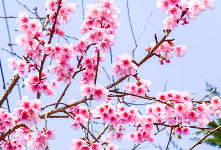 Flower pink can see winter at Thailand only . It like this same at japan. It will beautiful when it...
