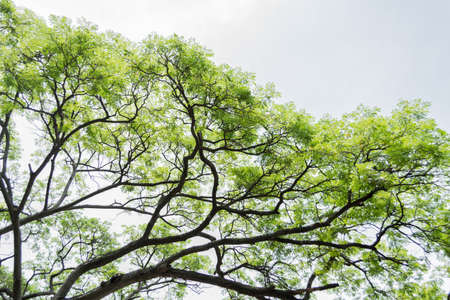 the big tree in garden