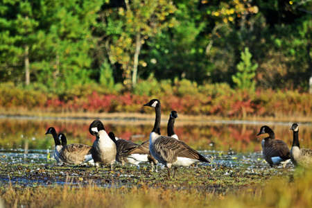 Canadian geese - Branta canadensisの写真素材
