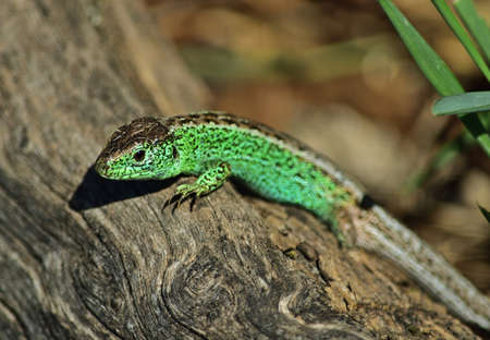 Sand lizard - Lacerta agilisの写真素材