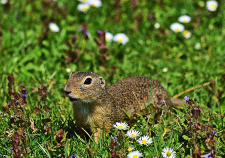 European ground squirrel - Spermophilus citellus