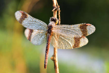 Crystal dragonflyの写真素材