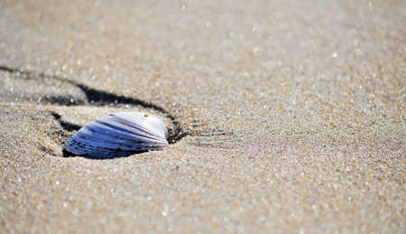 Sandy shore with shell close upの写真素材
