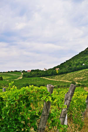 Rural landscape with vineyards in Hungary, near Lake Balatonの写真素材