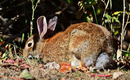 Eastern cottontail (Sylvilagus floridanus)の写真素材
