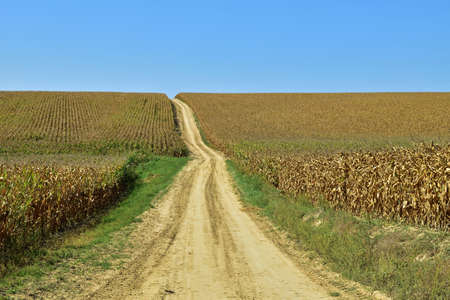 Corn fields along a dirt road in Regoly, rural Hungary in mid September