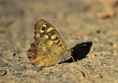 Speckled wood Pararge aegeria butterfly undersideの写真素材