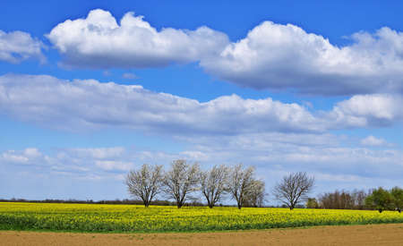 Rural lanscape with blooming trees and rapeseed field on a spring day