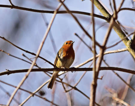 European robin - Erithacus rubeculaの写真素材