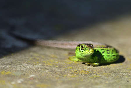 Sand lizard - Lacerta agilis male isolatedの写真素材