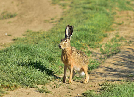 European hare - Lepus europaeusの写真素材