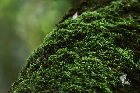 Dead tree with moss, blurred green background