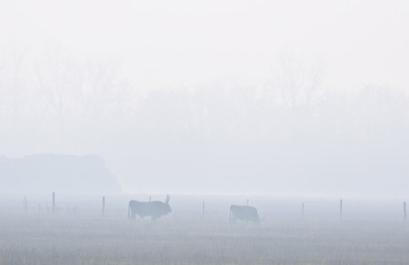 Ferto Hansag National Park on a foggy winter morning with gray cattleの写真素材
