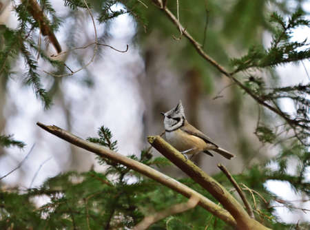 Lophophanes cristatus, European crested tit is a passerine birdの写真素材