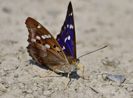 Lesser purple emperor Apatura ilia butterfly in the National Park Lobau - Donauauenの写真素材