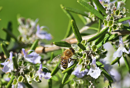 Salvia rosmarinus, commonly known as rosemary, is a shrub with fragrant, evergreen, needle-like leavesの写真素材