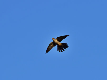 Common cuckoo - Cuculus canorus in Pacsmag lakes natural reserve
