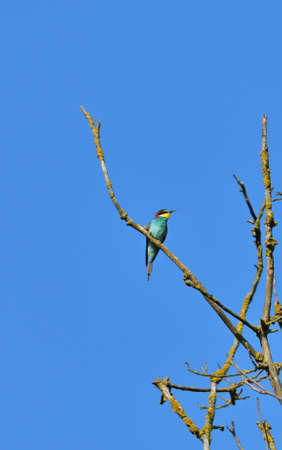 European bee-eater - Merops apiaster at Pacsmag lakes natural reserve in rural Hungaryの写真素材