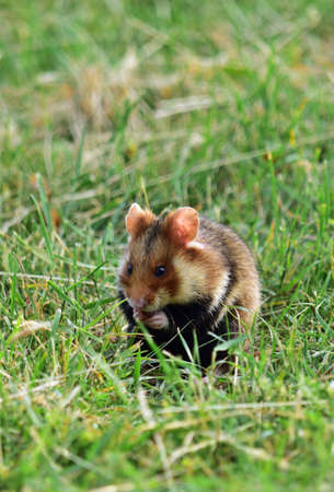 European hamster - Cricetus cricetusの写真素材