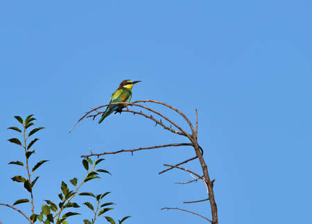 European bee-eater - Merops apiaster at Pacsmag lakes natural reserve in rural Hungary
