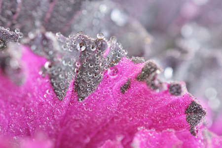 Ornamental Kale Brassica oleracea var. acephala is part of the Brassica family and a cool-weather plant.の写真素材