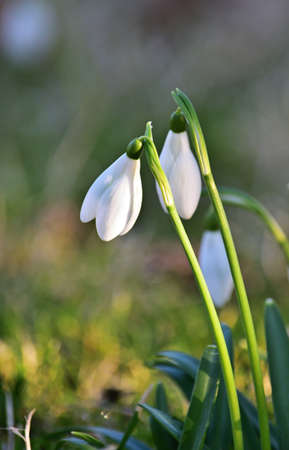 Galanthus nivalis, the snowdrop or common snowdrop, verticalの写真素材