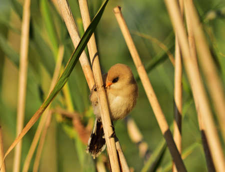 Bearded reedling - Panurus biarmicus juvenileの写真素材