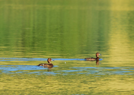 Ferruginous ducks swimming in Pacsmag lakes Natural Reserve, Hungaryの写真素材