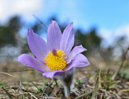Pulsatilla grandis, the greater pasque flower in blossom