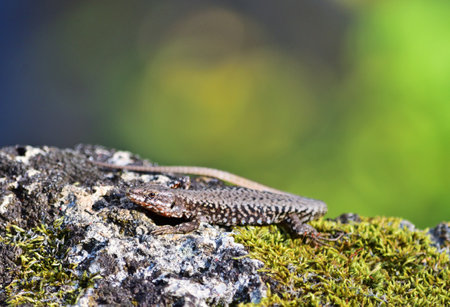 Podarcis muralis (common wall lizard) in Zemplen mountains, Hungaryの写真素材