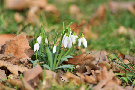 Galanthus nivalis, the snowdrop or common snowdrop in Csorna, Hungary