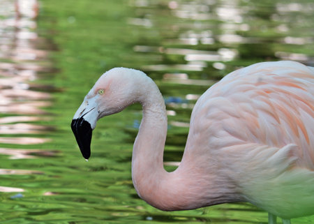 Portrait of greater flamingo - Phoenicopterus roseus close upの写真素材