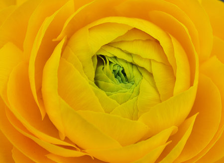 Yellow Ranunculus asiaticus, the Persian buttercup