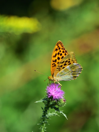 Silver-washed fritillary - Argynnis paphia ventralの写真素材
