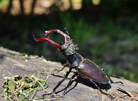 European stag beetle - Lucanus cervus male in Zemplen mountains, Hungary