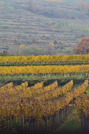 Vineyards in the Wachau in November, verticalの写真素材