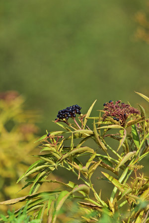 Sambucus ebulus, also known as danewort, dane weed in autumn, verticalの写真素材