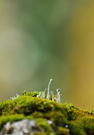 Moss and Cladonia lichen close up, verticalの写真素材
