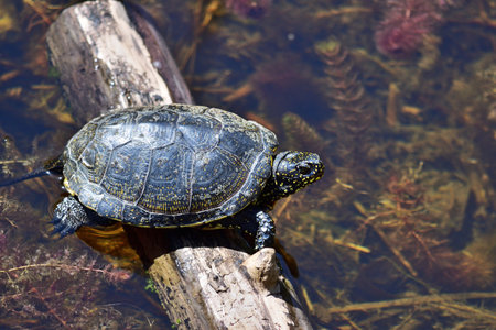 European pond turtle - Emys orbicularis in National Park Lobau Donauauenの写真素材
