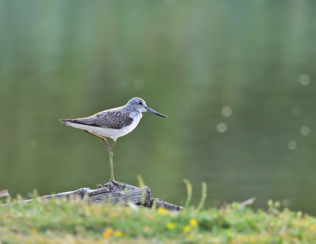 Common greenshank - Tringa nebularia in Pacsmag lakes natural reserveの写真素材