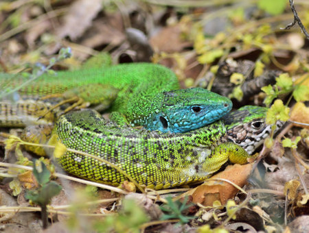 European green lizard male and female in National Park Thaya Valley