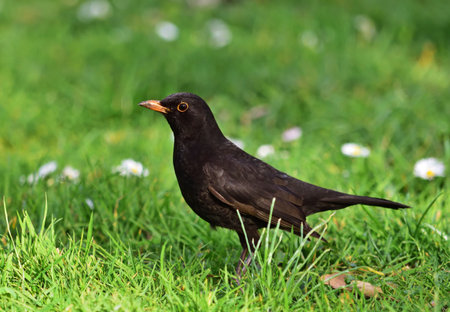 Common blackbird (Turdus merula) male in a park