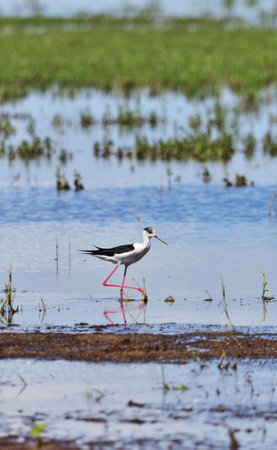 Black-winged stilt Himantopus himantopus at Zicksee, Austria, verticalの写真素材