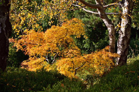 Acer palmatum, commonly known as Japanese maple in Kurpark Oberlaaの写真素材