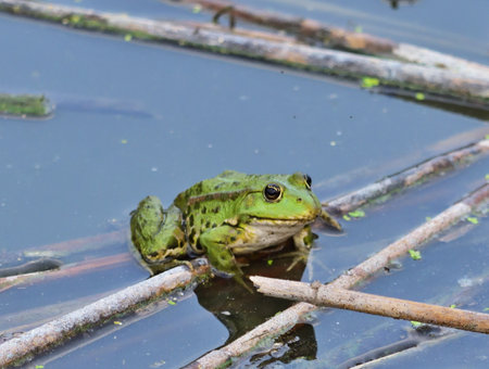 Marsh frog - Pelophylax ridibundus in Pacsmag lakes natural reserveの写真素材